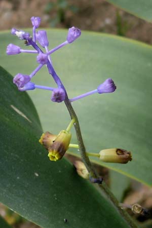 Muscari cycladicum \ Kykladen-Traubenhyazinthe / Cyclades Tassel Hyacinth, Kykladen/Cyclades Andros, Vitali 6.3.2016 (Photo: Eva Knon)