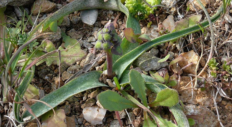 Muscari cycladicum \ Kykladen-Traubenhyazinthe / Cyclades Tassel Hyacinth, Kykladen/Cyclades Andros, Vitali 6.3.2016 (Photo: Eva Knon)