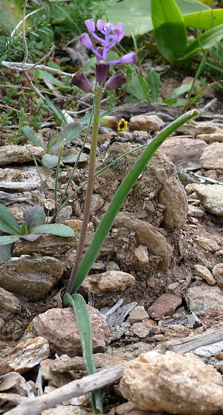 Muscari cycladicum \ Kykladen-Traubenhyazinthe / Cyclades Tassel Hyacinth, Kykladen/Cyclades Andros, Vitali 6.3.2016 (Photo: Eva Knon)