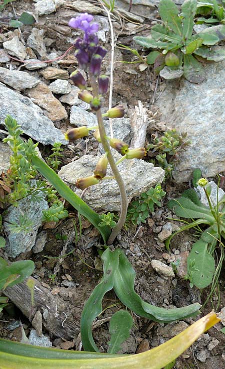 Muscari cycladicum \ Kykladen-Traubenhyazinthe / Cyclades Tassel Hyacinth, Kykladen/Cyclades Andros, Vitali 6.3.2016 (Photo: Eva Knon)