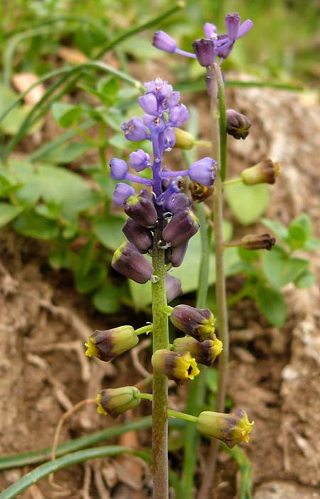 Muscari cycladicum \ Kykladen-Traubenhyazinthe / Cyclades Tassel Hyacinth, Kykladen/Cyclades Andros, Vitali 9.3.2016 (Photo: Eva Knon)