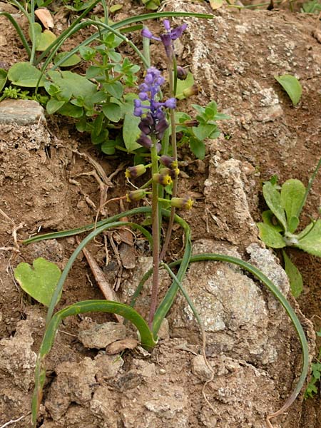 Muscari cycladicum \ Kykladen-Traubenhyazinthe / Cyclades Tassel Hyacinth, Kykladen/Cyclades Andros, Vitali 9.3.2016 (Photo: Eva Knon)