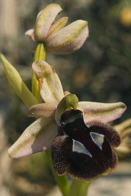 Ophrys aegaea x ferrum-equinum subsp. convexa, Kykladen/Cyclades,  Herakleia/Iraklea 24.3.2022 (Photo: Helmut Presser)