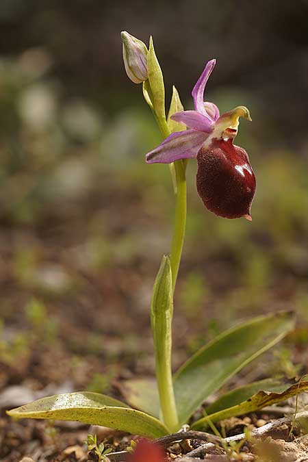 Ophrys aegaea \ Ägäis-Ragwurz, Kykladen,  Herakleia 21.3.2022 (Photo: Helmut Presser)