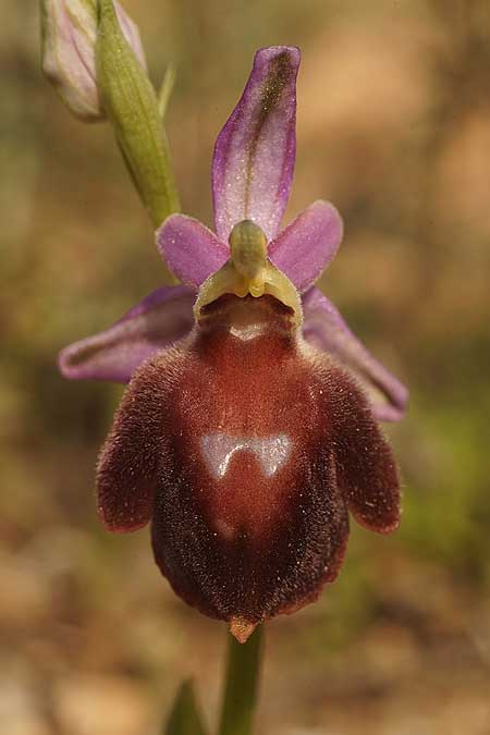 Ophrys aegaea \ Ägäis-Ragwurz, Kykladen,  Herakleia 21.3.2022 (Photo: Helmut Presser)