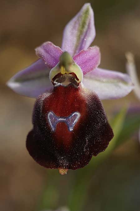 Ophrys aegaea \ Ägäis-Ragwurz, Kykladen,  Herakleia 21.3.2022 (Photo: Helmut Presser)