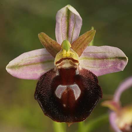 Ophrys aegaea \ Ägäis-Ragwurz, Kykladen,  Herakleia 21.3.2022 (Photo: Helmut Presser)