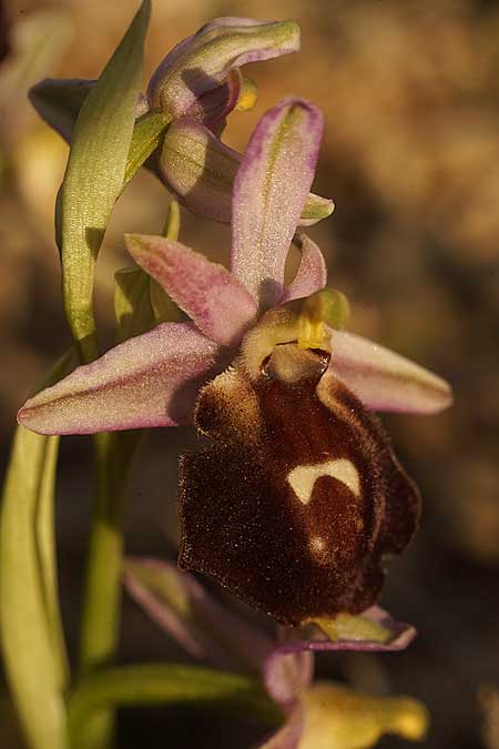Ophrys aegaea \ Ägäis-Ragwurz, Kykladen,  Herakleia 21.3.2022 (Photo: Helmut Presser)