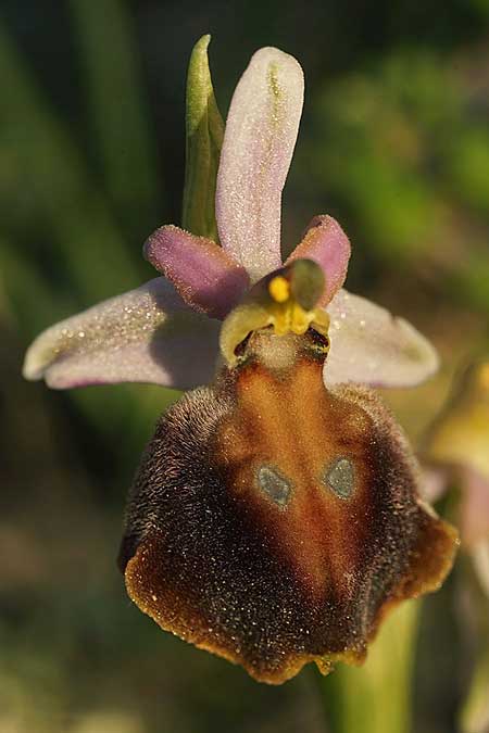 Ophrys aegaea \ Ägäis-Ragwurz, Kykladen,  Herakleia 21.3.2022 (Photo: Helmut Presser)