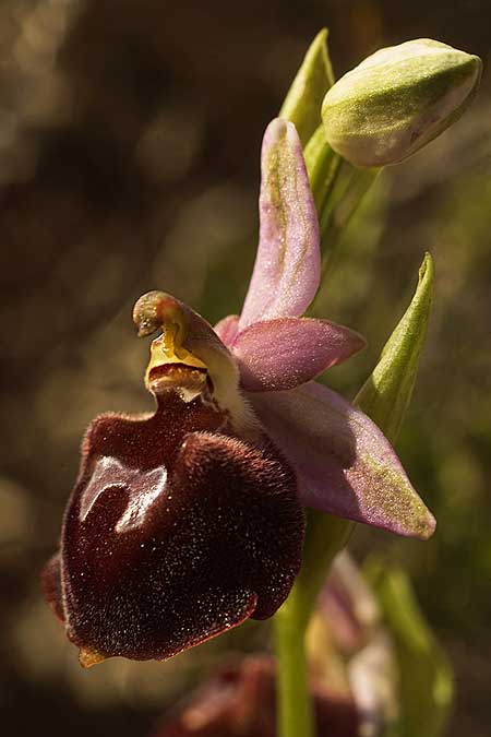 Ophrys aegaea \ Ägäis-Ragwurz, Kykladen,  Herakleia 21.3.2022 (Photo: Helmut Presser)
