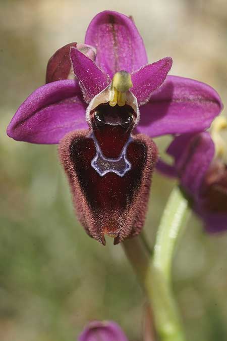 Ophrys aegaea x lychnitis, Kykladen/Cyclades,  Herakleia/Iraklea 24.3.2022 (Photo: Helmut Presser)