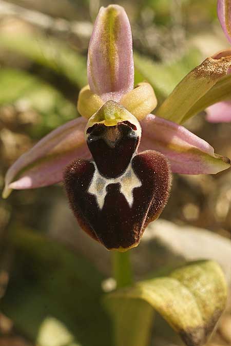 Ophrys ferrum-equinum subsp. convexa \ Kleine Hufeisen-Ragwurz / Small Horseshoe Orchid, Kykladen/Cyclades,  Herakleia/Iraklea 24.3.2022 (Photo: Helmut Presser)