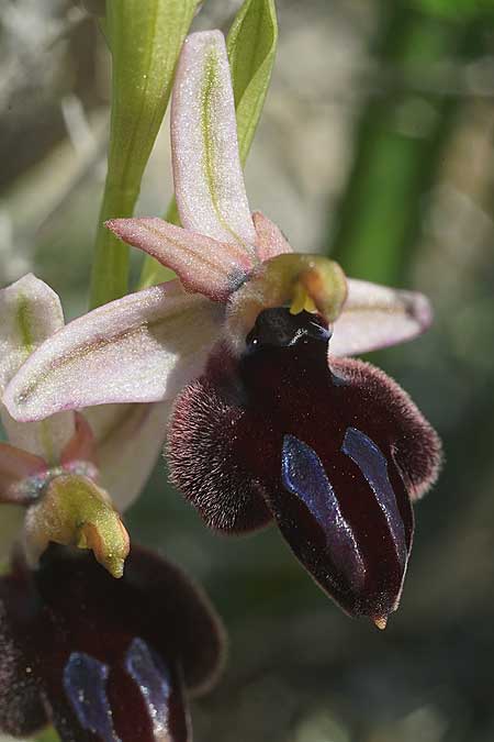 Ophrys ferrum-equinum subsp. convexa \ Kleine Hufeisen-Ragwurz / Small Horseshoe Orchid, Kykladen/Cyclades,  Herakleia/Iraklea 24.3.2022 (Photo: Helmut Presser)
