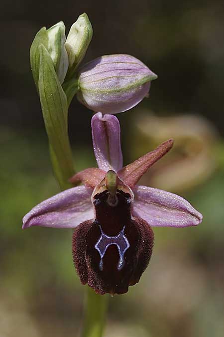 [click] Ophrys ferrum-equinum subsp. convexa, Kykladen/Cyclades,  Herakleia/Iraklea 24.3.2022 (Photo: Helmut Presser)