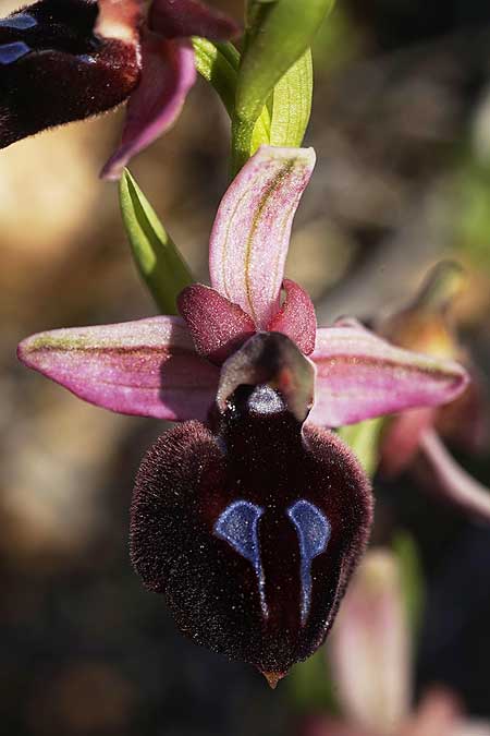 Ophrys ferrum-equinum subsp. convexa \ Kleine Hufeisen-Ragwurz / Small Horseshoe Orchid, Kykladen/Cyclades,  Herakleia/Iraklea 24.3.2022 (Photo: Helmut Presser)