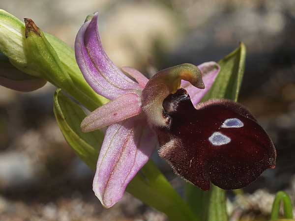 Ophrys ferrum-equinum subsp. convexa \ Kleine Hufeisen-Ragwurz / Small Horseshoe Orchid, Kykladen/Cyclades,  Herakleia/Iraklea 24.3.2022 (Photo: Helmut Presser)