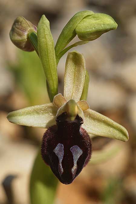 Ophrys ferrum-equinum subsp. convexa \ Kleine Hufeisen-Ragwurz / Small Horseshoe Orchid, Kykladen/Cyclades,  Herakleia/Iraklea 24.3.2022 (Photo: Helmut Presser)