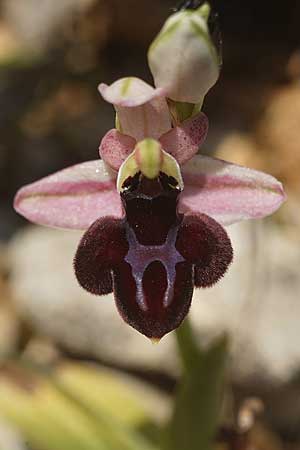 Ophrys ferrum-equinum subsp. convexa \ Kleine Hufeisen-Ragwurz / Small Horseshoe Orchid, Kykladen/Cyclades,  Herakleia/Iraklea 24.3.2022 (Photo: Helmut Presser)
