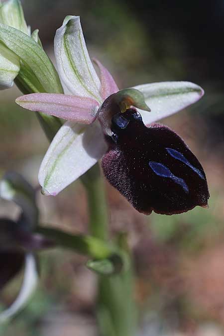 Ophrys ferrum-equinum subsp. convexa \ Kleine Hufeisen-Ragwurz / Small Horseshoe Orchid, Kykladen/Cyclades,  Herakleia/Iraklea 24.3.2022 (Photo: Helmut Presser)