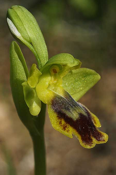 Ophrys heracleotica \ Heraklea-Ragwurz / Iraklia Orchid, Kykladen/Cyclades,  Herakleia/Iraklia 25.3.2022 (Photo: Helmut Presser)