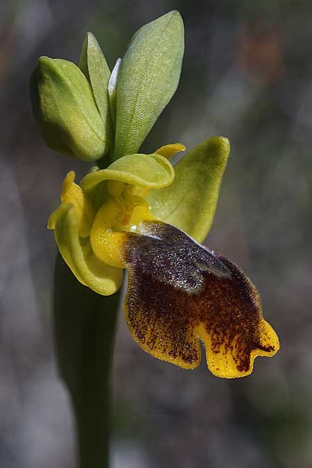 Ophrys heracleotica \ Heraklea-Ragwurz / Iraklia Orchid, Kykladen/Cyclades,  Herakleia/Iraklia 25.3.2022 (Photo: Helmut Presser)