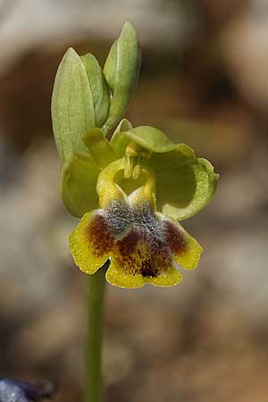 Ophrys heracleotica \ Heraklea-Ragwurz / Iraklia Orchid, Kykladen/Cyclades,  Herakleia/Iraklia 25.3.2022 (Photo: Helmut Presser)