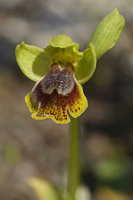 Ophrys heracleotica \ Heraklea-Ragwurz / Iraklia Orchid, Kykladen/Cyclades,  Herakleia/Iraklia 25.3.2022 (Photo: Helmut Presser)