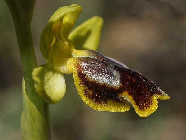 Ophrys heracleotica \ Heraklea-Ragwurz / Iraklia Orchid, Kykladen/Cyclades,  Herakleia/Iraklia 25.3.2022 (Photo: Helmut Presser)