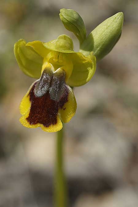 Ophrys heracleotica \ Heraklea-Ragwurz / Iraklia Orchid, Kykladen/Cyclades,  Herakleia/Iraklia 25.3.2022 (Photo: Helmut Presser)
