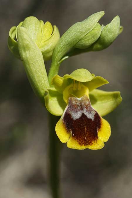 Ophrys heracleotica \ Heraklea-Ragwurz / Iraklia Orchid, Kykladen/Cyclades,  Herakleia/Iraklia 25.3.2022 (Photo: Helmut Presser)