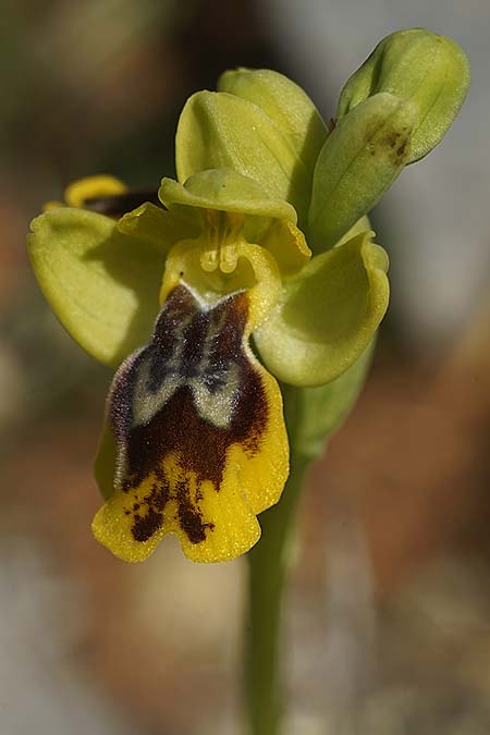 Ophrys heracleotica \ Heraklea-Ragwurz / Iraklia Orchid, Kykladen/Cyclades,  Herakleia/Iraklia 25.3.2022 (Photo: Helmut Presser)