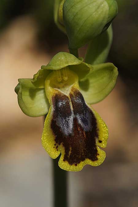 Ophrys heracleotica \ Heraklea-Ragwurz / Iraklia Orchid, Kykladen/Cyclades,  Herakleia/Iraklia 25.3.2022 (Photo: Helmut Presser)
