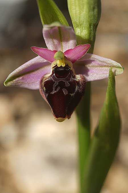 Ophrys icariensis \ Ikaria-Ragwurz, Kykladen,  Herakleia 25.3.2022 (Photo: Helmut Presser)
