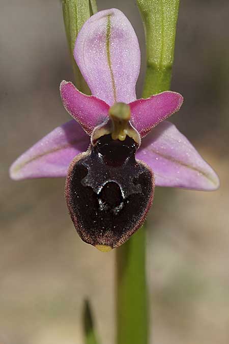 Ophrys icariensis \ Ikaria-Ragwurz, Kykladen,  Herakleia 25.3.2022 (Photo: Helmut Presser)