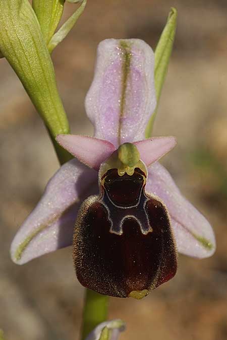 Ophrys icariensis \ Ikaria-Ragwurz, Kykladen,  Herakleia 25.3.2022 (Photo: Helmut Presser)