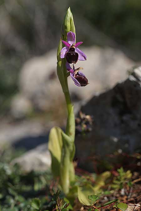 Ophrys icariensis \ Ikaria-Ragwurz, Kykladen,  Herakleia 25.3.2022 (Photo: Helmut Presser)