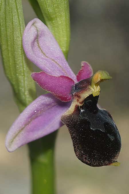 Ophrys icariensis \ Ikaria-Ragwurz, Kykladen,  Herakleia 25.3.2022 (Photo: Helmut Presser)