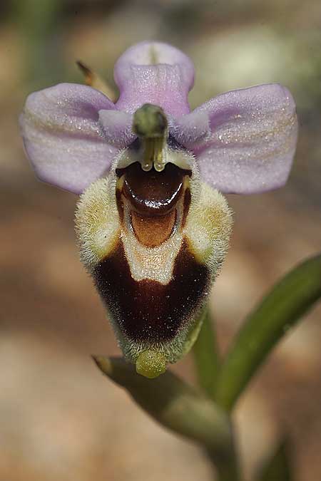 Ophrys lychnitis \ Leuchtende Ragwurz / Shining Orchid, Kykladen/Cyclades,  Herakleia/Iraklia 21.3.2022 (Photo: Helmut Presser)