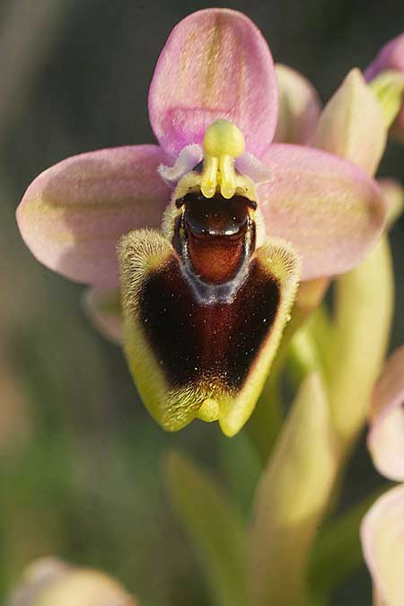 Ophrys lychnitis \ Leuchtende Ragwurz / Shining Orchid, Kykladen/Cyclades,  Paros 27.3.2022 (Photo: Helmut Presser)