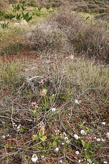 Ophrys lychnitis \ Leuchtende Ragwurz / Shining Orchid, Kykladen/Cyclades,  Paros 27.3.2022 (Photo: Helmut Presser)