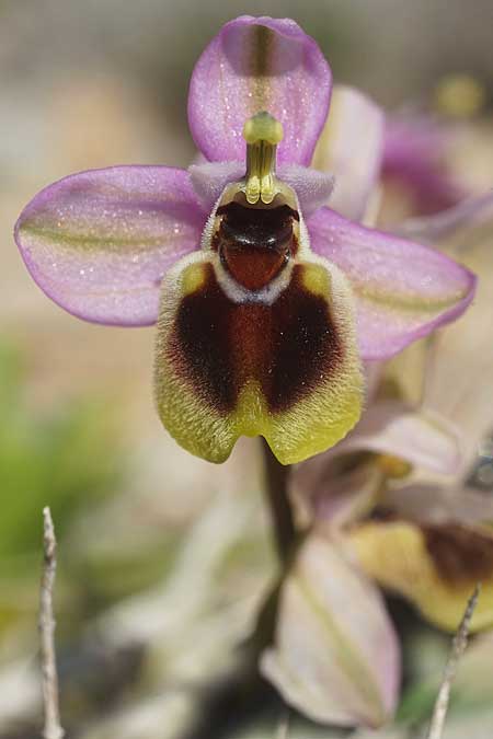 Ophrys lychnitis \ Leuchtende Ragwurz / Shining Orchid, Kykladen/Cyclades,  Herakleia/Iraklia 21.3.2022 (Photo: Helmut Presser)