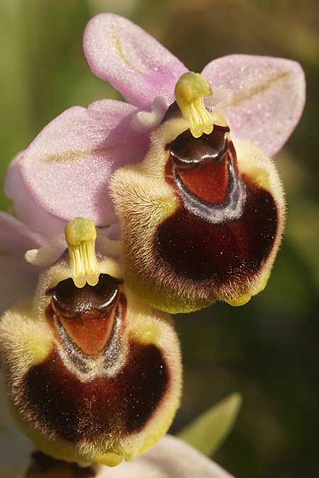 Ophrys lychnitis \ Leuchtende Ragwurz / Shining Orchid, Kykladen/Cyclades,  Herakleia/Iraklia 21.3.2022 (Photo: Helmut Presser)