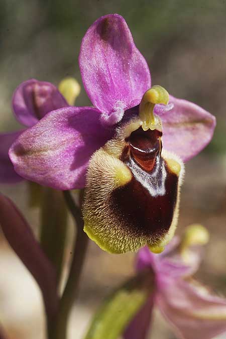 Ophrys lychnitis \ Leuchtende Ragwurz / Shining Orchid, Kykladen/Cyclades,  Herakleia/Iraklia 21.3.2022 (Photo: Helmut Presser)
