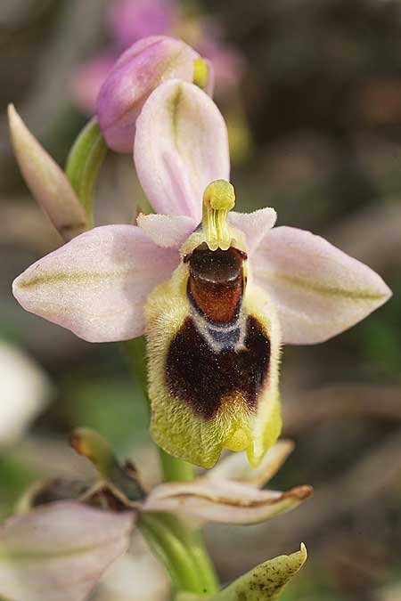 Ophrys lychnitis \ Leuchtende Ragwurz / Shining Orchid, Kykladen/Cyclades,  Paros 27.3.2022 (Photo: Helmut Presser)