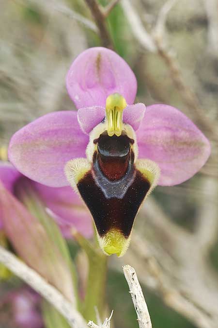 Ophrys lychnitis \ Leuchtende Ragwurz / Shining Orchid, Kykladen/Cyclades,  Paros 27.3.2022 (Photo: Helmut Presser)