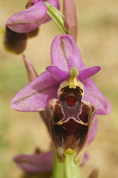 Ophrys heldreichii x lychnitis, Kykladen/Cyclades,  Siros 4.4.2022 (Photo: Helmut Presser)