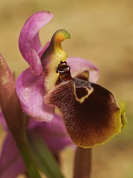 Ophrys heldreichii x lychnitis, Kykladen/Cyclades,  Siros 4.4.2022 (Photo: Helmut Presser)