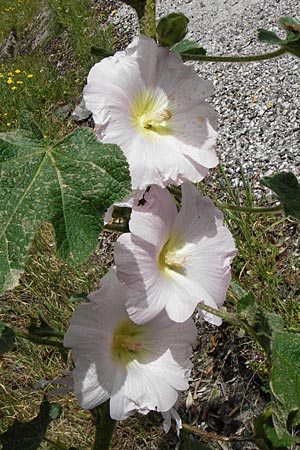 Alcea rosea \ Stockrose / Common Hollyhock, Lesbos Asomatos 24.4.2014