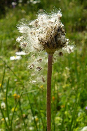 Anemone pavonina \ Pfauen-Anemone, Lesbos Asomatos 24.4.2014