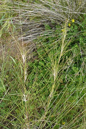 Sporobolus virginicus \ Stechendes Vilfagras, Strand-Fallsamengras / Seashore Dropseed, Sand Coach, Lesbos Polichnitos 16.4.2014